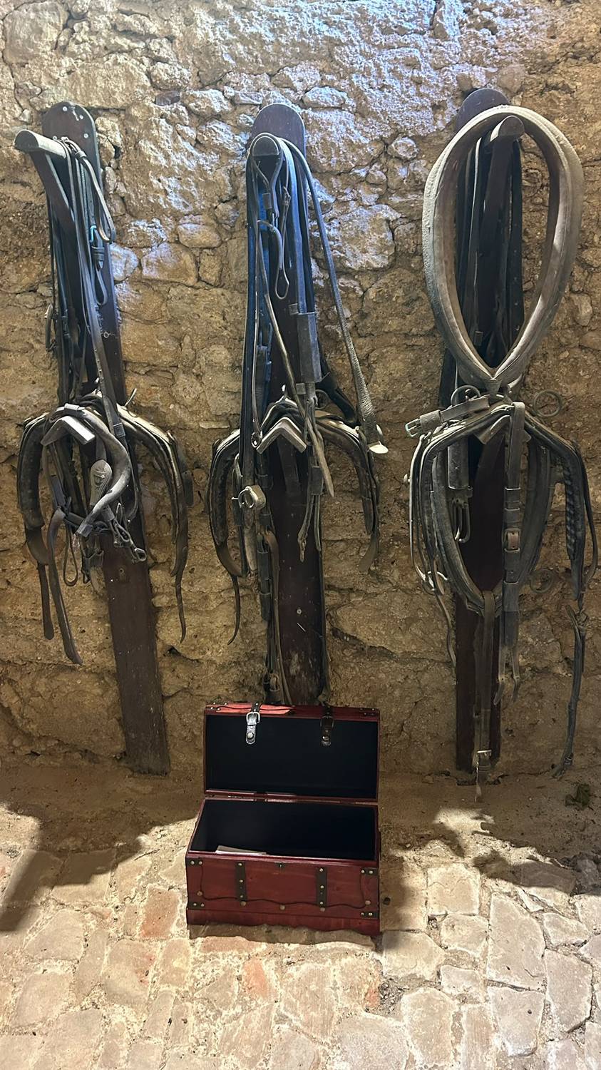 Harnais de cuir anciens suspendus dans l'écurie du château, au-dessus d'une malle en bois ouverte, élément du décor de l'enquête